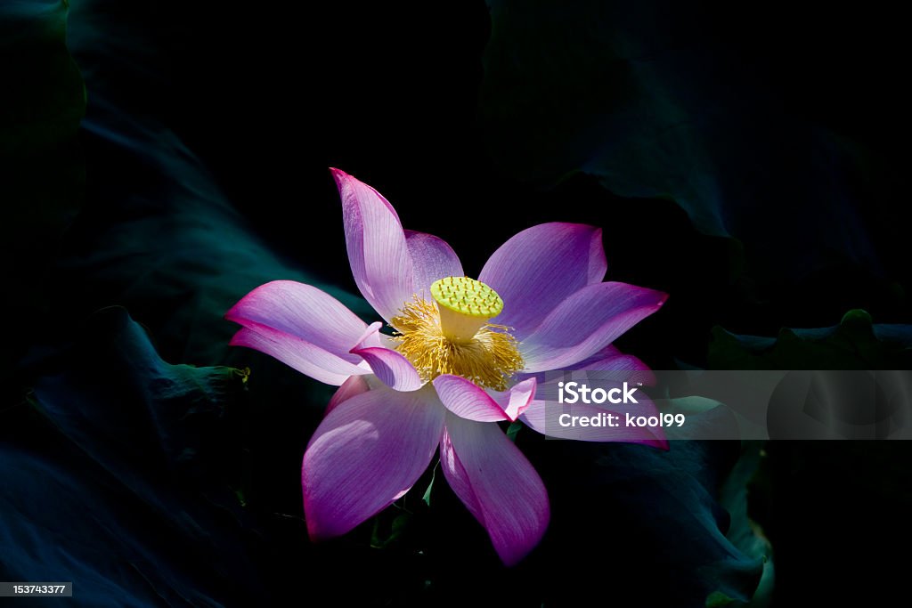 Lotus - Photo de Beauté de la nature libre de droits
