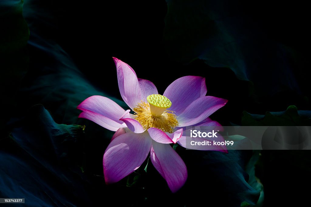 Lotus Вода Lily - Royalty-free Ao Ar Livre Foto de stock