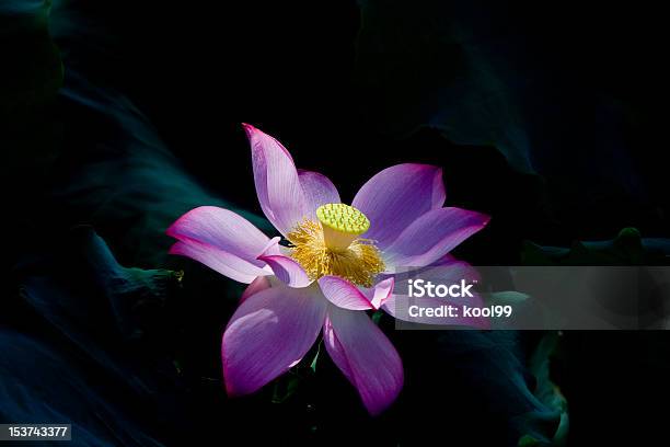 Lotus Вода Lily - Fotografias de stock e mais imagens de Ao Ar Livre - Ao Ar Livre, Beleza natural, Botânica - Ciência de plantas