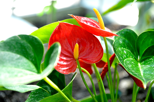 Blooming Anthurium flowers