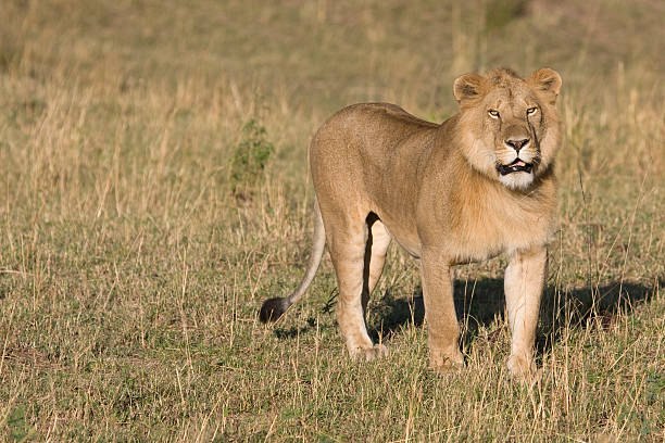 Male lion au Kenya. - Photo