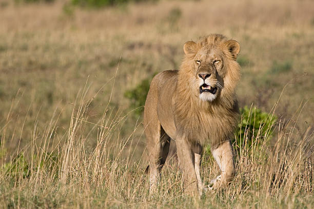 istock Male lion in Kenya. 153743647