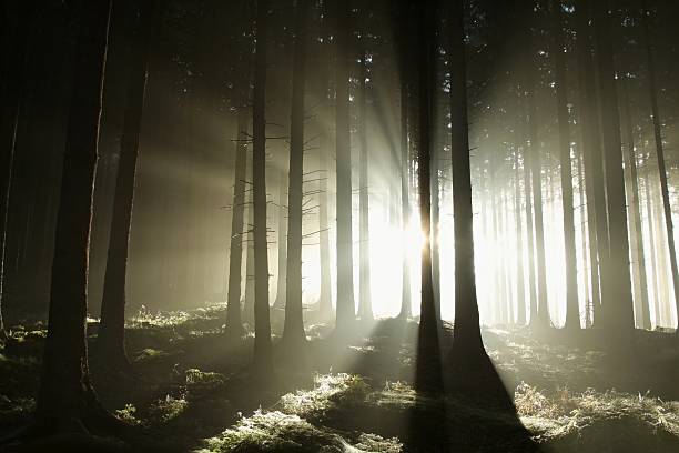 istock Misty sunny morning in the coniferous woods 153743816