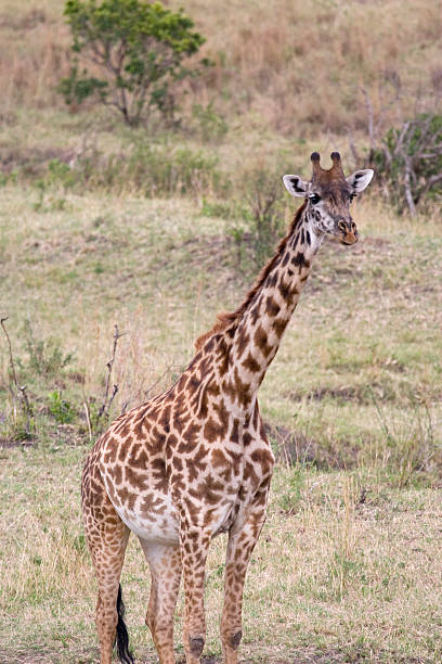 Giraffa camelopardalis tippelskirchi no Quénia. - fotografia de stock