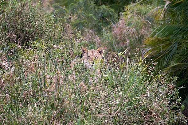 Lionne dissimulée dans le bush. - Photo