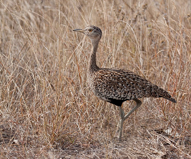 istock Red crested korhaan walking in dry grass 153744119