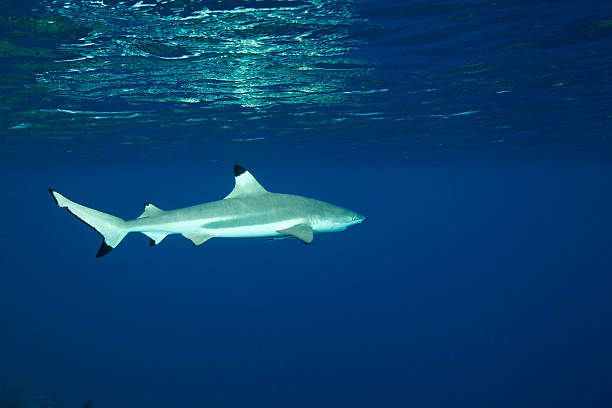 istock Blacktip reef shark Carcharhinus melanopterus 153744133