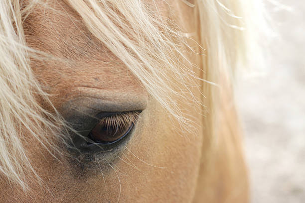 Close up of horse stock photo