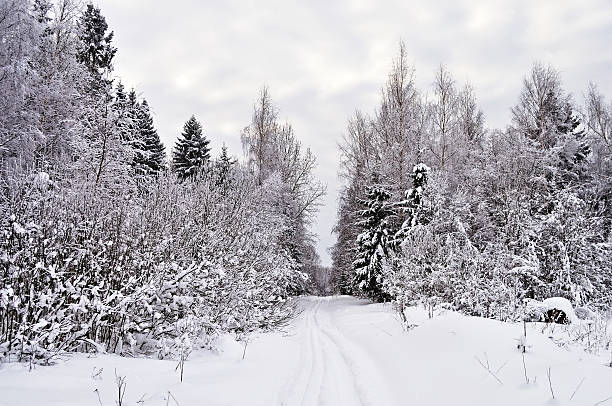 istock Ski track in winter forest glade 153744413