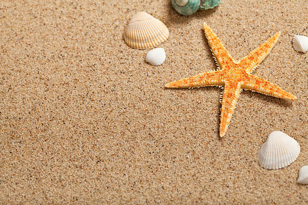 Shells and starfish stock photo