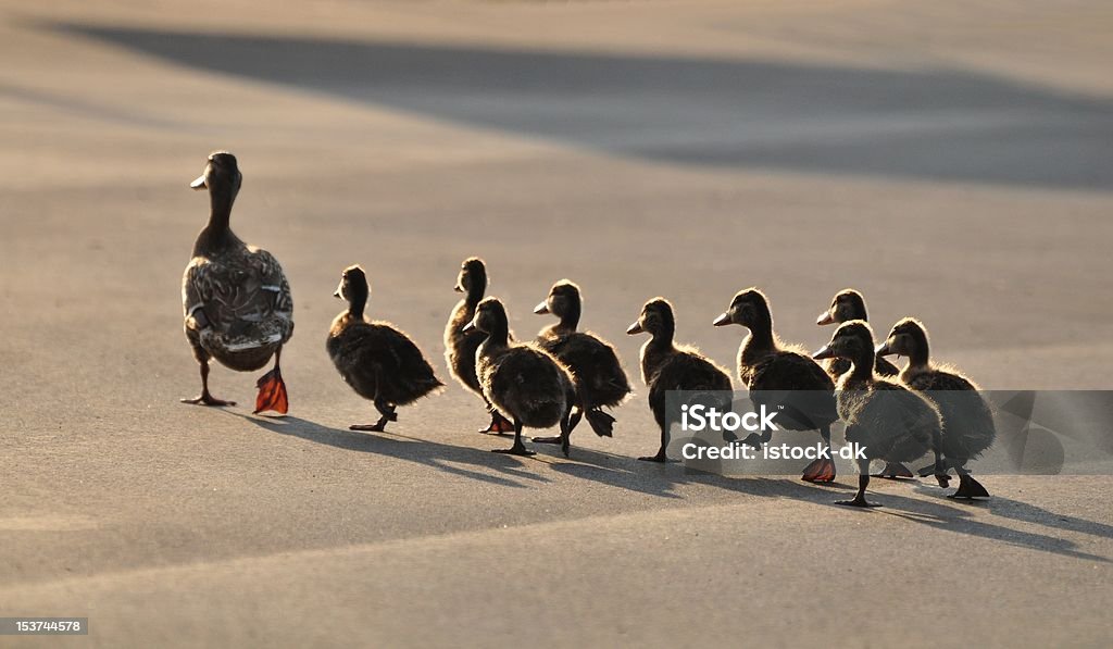 Ducks - Photo de Leadership libre de droits