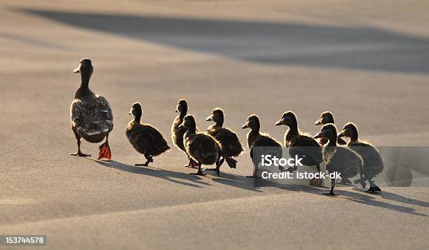 Photo libre de droit de Ducks banque d'images et plus d'images libres de droit de Leadership - Leadership, Suivre - Activité avec mouvement, Caneton