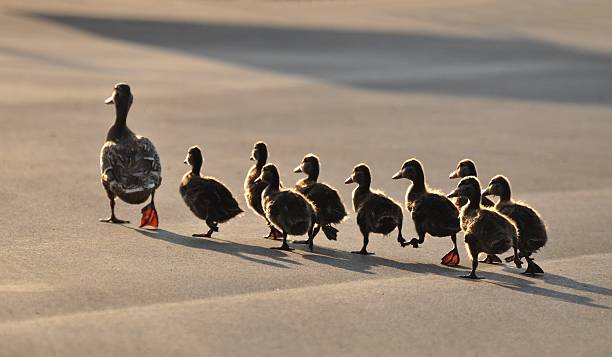 Ducks Duck family following moving activity photos stock pictures, royalty-free photos & images