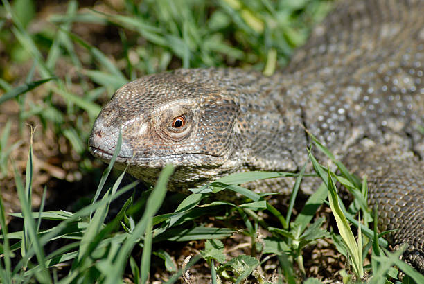 istock Savannah Monitor Lizard in Tall Grass 153744595