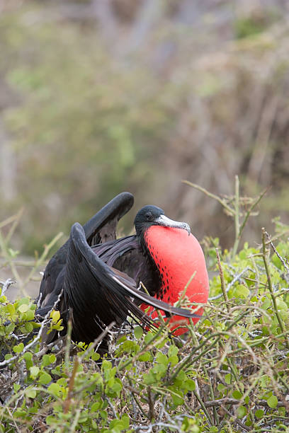 istock Magnificent Frigatebird 153744642