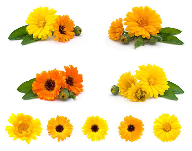 istock Orange and yellow calendula flowed with green leaf 153745027