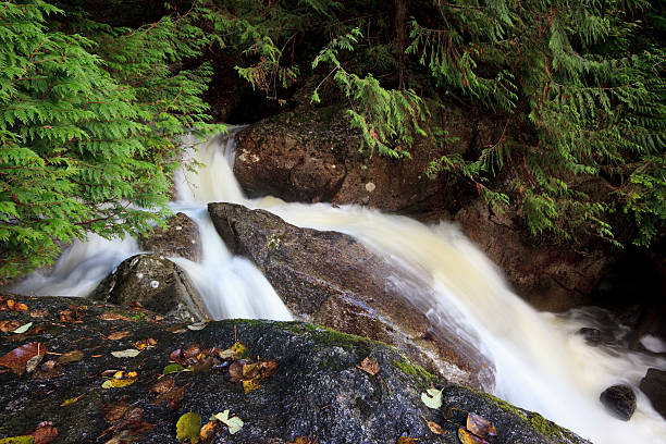 istock Forest stream in coastal mountains of Canada 153745094