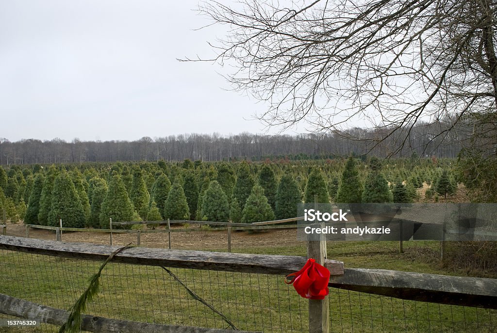 Christmas Tree Farm - Foto de stock de Agricultura royalty-free