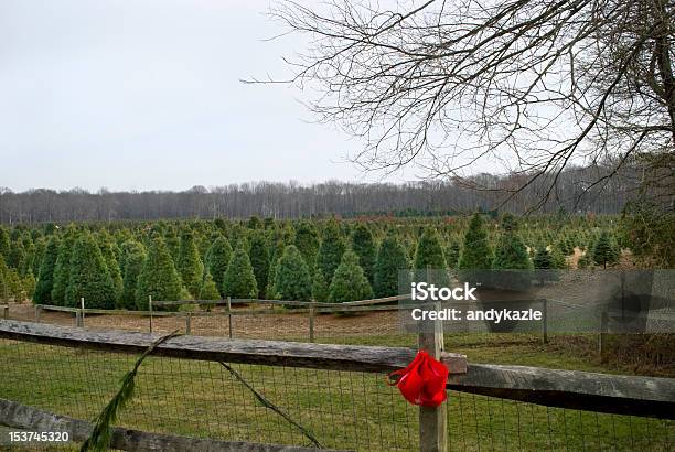 Foto de Christmas Tree Farm e mais fotos de stock de Agricultura - Agricultura, Cena Rural, Cerca