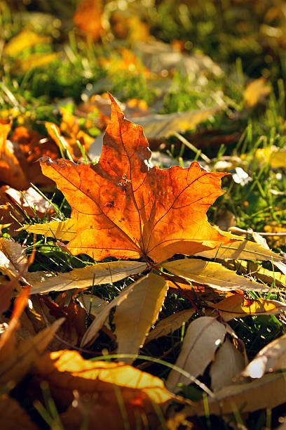 istock Autumn leaves in the park 153745749