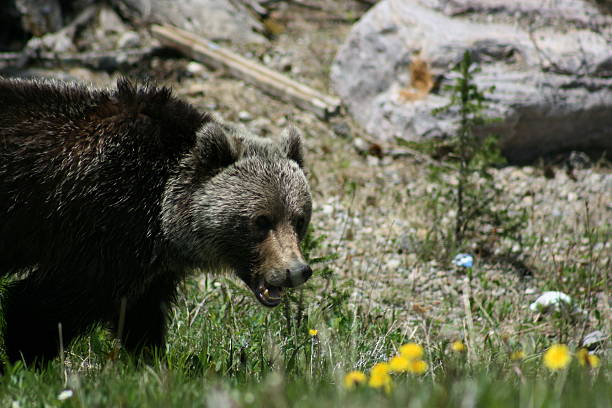 Bear stock photo