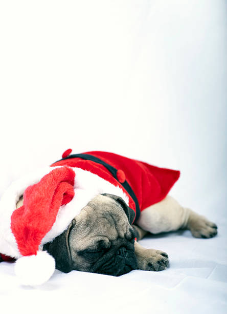 Pug Puppy in Santa dress stock photo