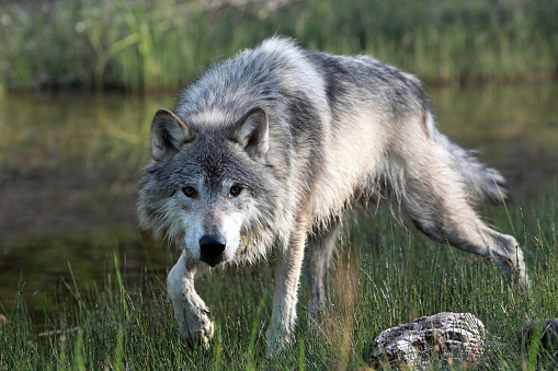 Closeup of a Gray Wolf stalking against a natural background.