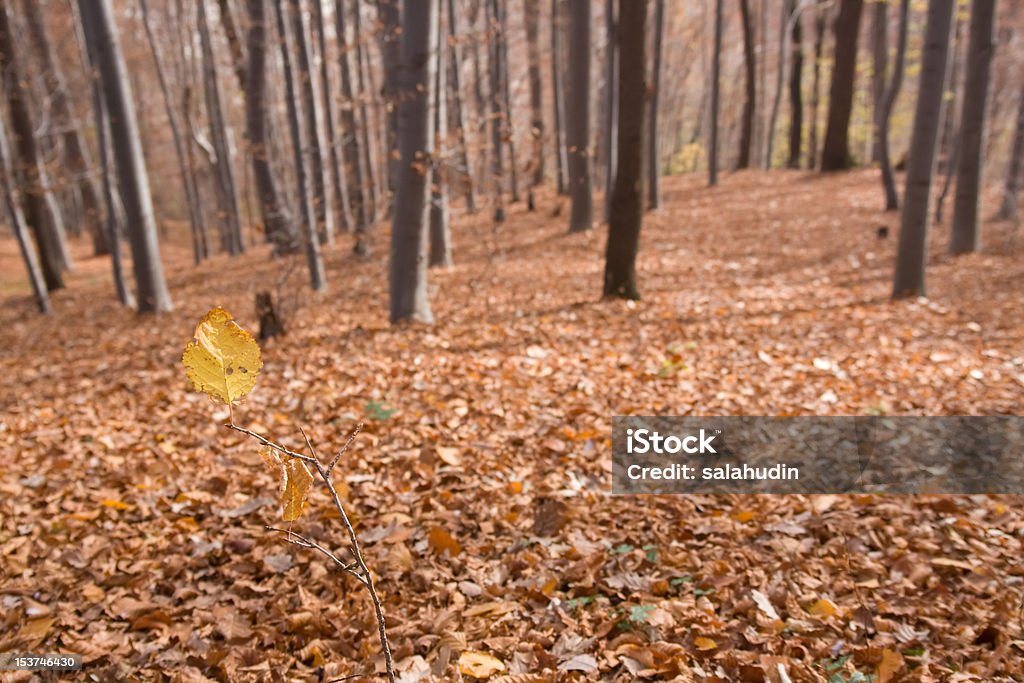 beech forest - Lizenzfrei Ast - Pflanzenbestandteil Stock-Foto