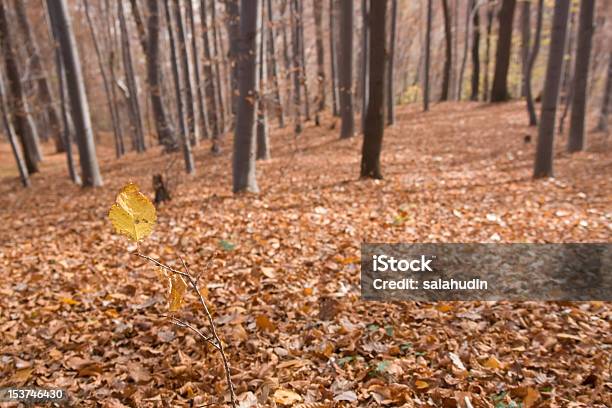 Beech Forest Stockfoto und mehr Bilder von Ast - Pflanzenbestandteil - Ast - Pflanzenbestandteil, Baum, Blatt - Pflanzenbestandteile