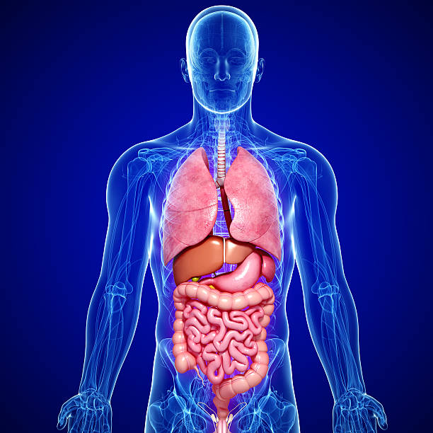 istock front view of lungs , liver, stomach and large intestine 153746487
