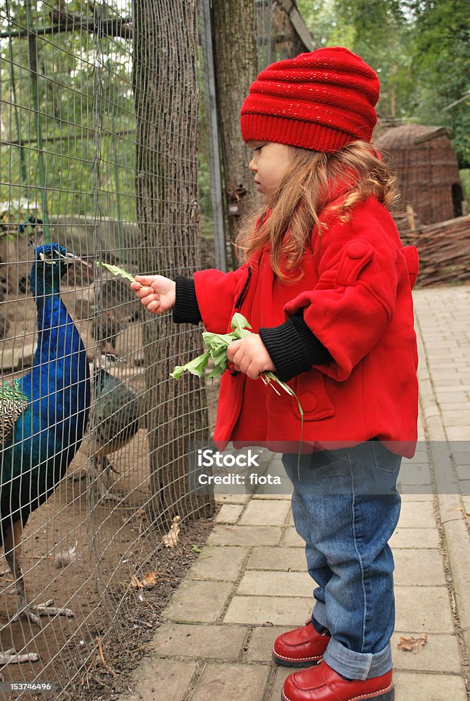 Linda niño a los pavos reales de alimentación - Foto de stock de Zoológico libre de derechos