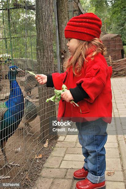 귀여운 하위 먹이기 Peacocks 동물원에 대한 스톡 사진 및 기타 이미지 - 동물원, 가을, 아이