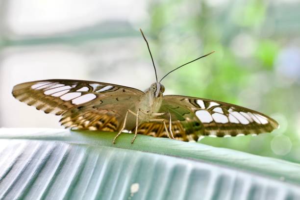 istock Butterfly moth macro close up with wings spread sitting on a green leaf 1537469588