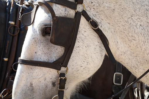 Close up of a white horse with gray spots wearing blinders