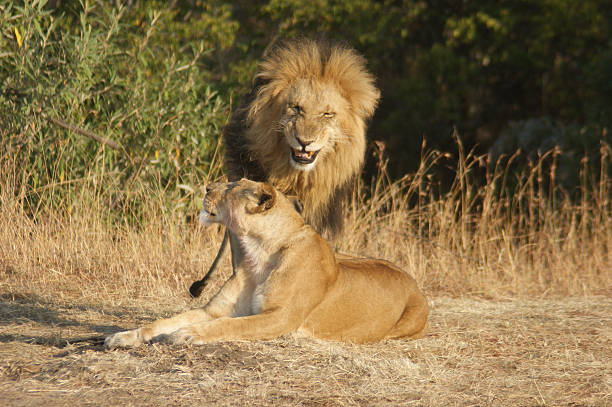 istock Lion couple ready to mate 153747065