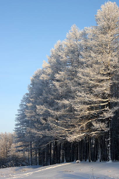 Winter larches stock photo