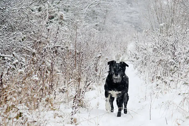 Elderly black and white dog enjoying running through falling  snow in the countryside.