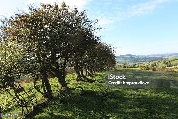 Old Hawthorn Hecke Stockfoto und mehr Bilder von Anhöhe - Anhöhe, Baum, Blau