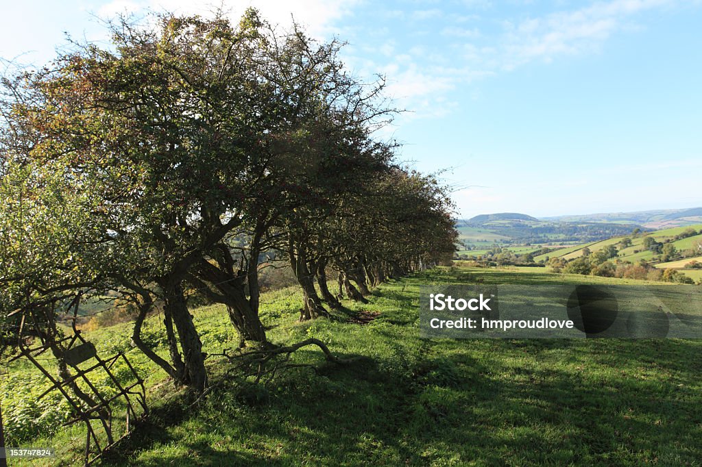 Vecchio Hawthorn Siepe - Foto stock royalty-free di Albero