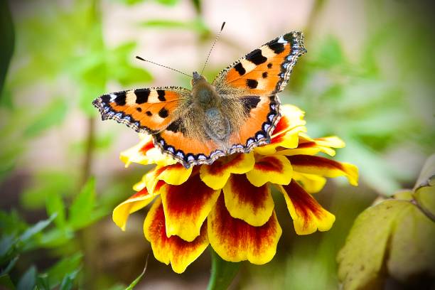 istock Small tortoise shell butterfly on orange marigold flower 1537479373