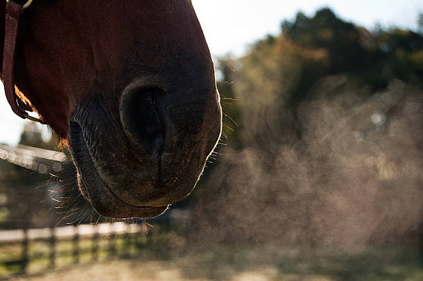 horse breath on a cold autumn morning stock photo