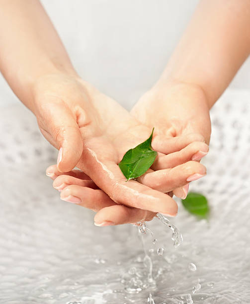 Woman's hands with green leaf in water stock photo