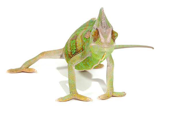 istock chameleon isolated on a white background, studio photo 153748317