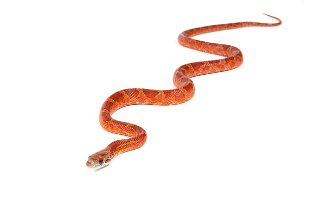 istock Snake slithering in front of white background, studio shot (Pant 153748318