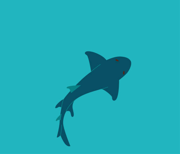 istock Shark swim in the water, top view. Vector illustration 1537483556
