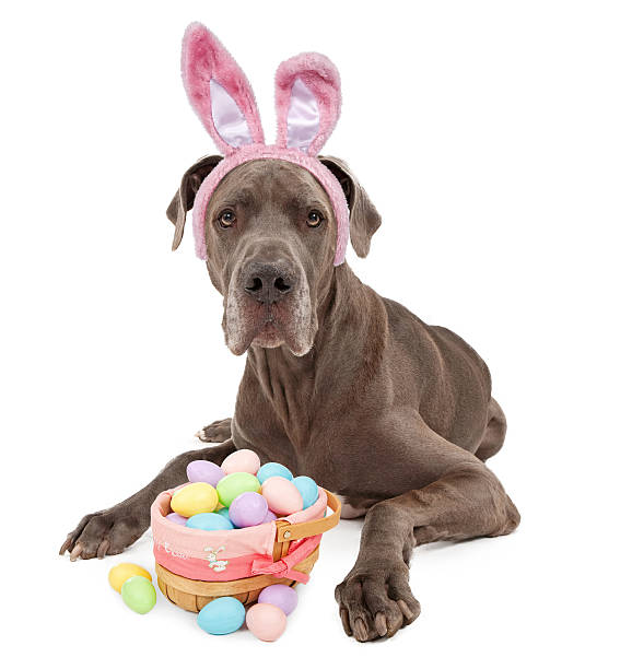 Great Dane Easter Bunny A blue Great Dane dog wearing bunny ears with an Easter Basket. Isolated on white northern european stock pictures, royalty-free photos & images