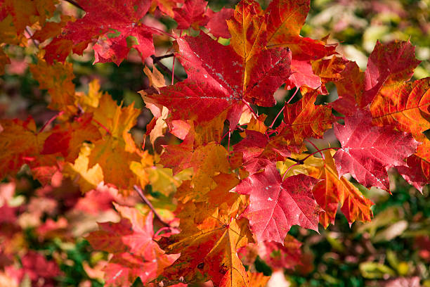 istock yellow  and red maple leaf in an autumn tree 153748504