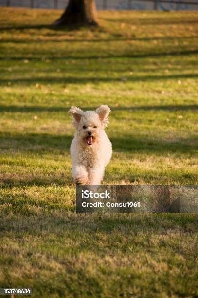 Feliz Foto de stock y más banco de imágenes de Aire libre - Aire libre, Animal, Animal macho