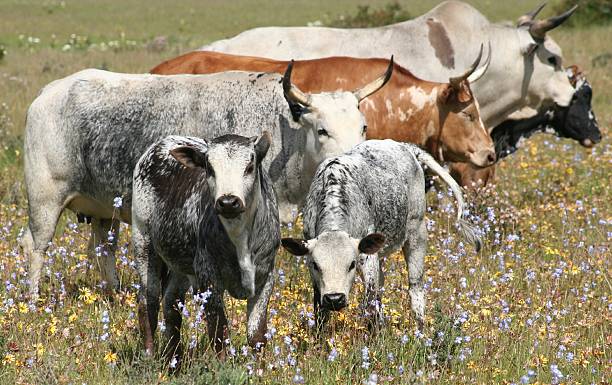 Nguni Herd An Nguni herd feeding in a field of spring flowers nguni cattle stock pictures, royalty-free photos & images
