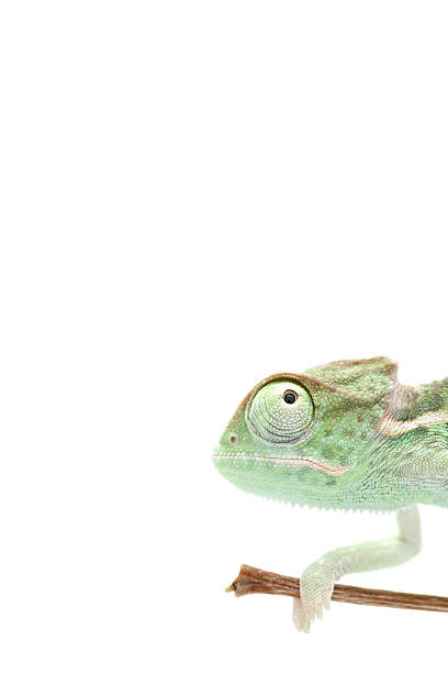istock Isolated exotic pet green chameleon 153748692